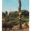 "Trapped Safari" an Early Disneyland Postcard N5572