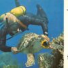 Eilat Israel Underwater Scenery Diver with Sea Turtle Vintage Postcard (J36498)