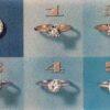 Antwerp Belgium Diamond Ring Advertising Vintage Non-Postcard Back (J14416)
