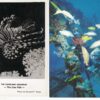 Group of 13 variety of fish related one real photo some linen vintage pc (Z3929)