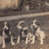 View of three puppies sitting in grass real photo antqiue pc (Y8407)