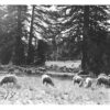 Herd of sheep grazing in field Frasher real photo antique postcard (Y4736)