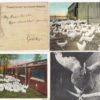Group of 4 chickens some on farm one tight rope walking antique pc (Z4876)