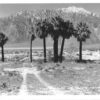 The Angel as seen through desert palms Frasher real photo pc (Y6368)