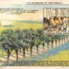 Jordan And Cream Almonds Advertisement And Informational Antique Postcard V21130