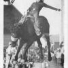 Real Photo Rodeo Postcard (T500)
