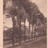G6131 Singapore, Traveller Palm Trees Postcard