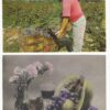 Group of 5 Grapes, Grape Vines, Grape Harvest Antique Postcards N3817