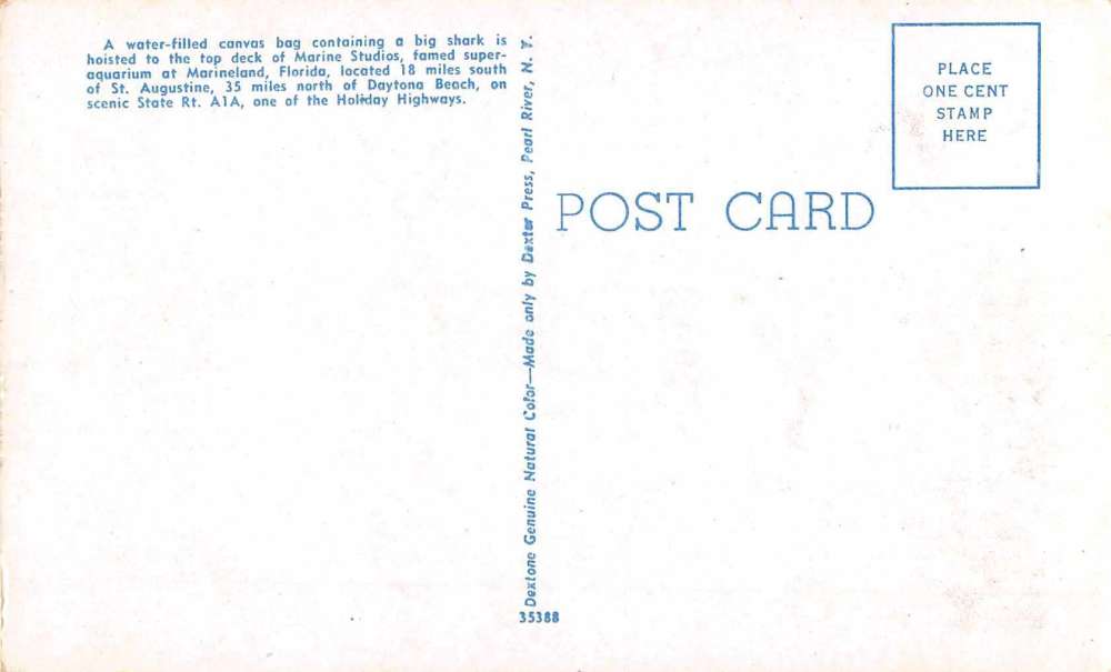 Marineland Florida Lowering Shark Marine Studios Vintage Postcard J56097 - Image 2