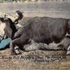 Pendleton Oregon Bull Doggig a Steer The Round Up Cowboy Rodeo Postcard J56540