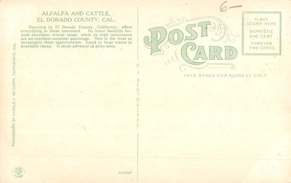 El Dorado California Alfalfa And Cattle Cows Antique Postcard K60317 - Image 2