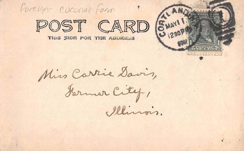 Coconut Farm Foreign Scenic View Real Photo Antique Postcard J65273 - Image 2