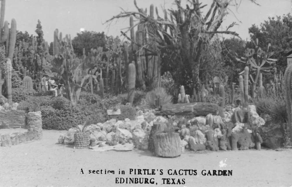 Edinburg Texas Pirtles Cactus Garden Real Photo Antique Postcard K69703