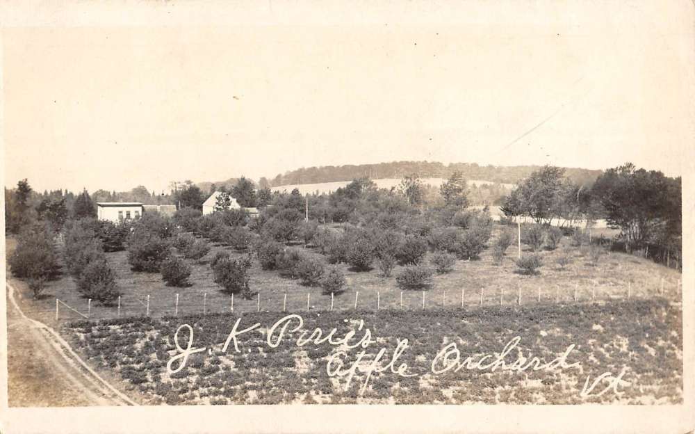 Williamstown Vermont Pirie Apple Orchard Real Photo Antique Postcard
