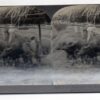 Pangasinan Luzon Philippines Threshing Rice Carabao Antique Stereoview J70488