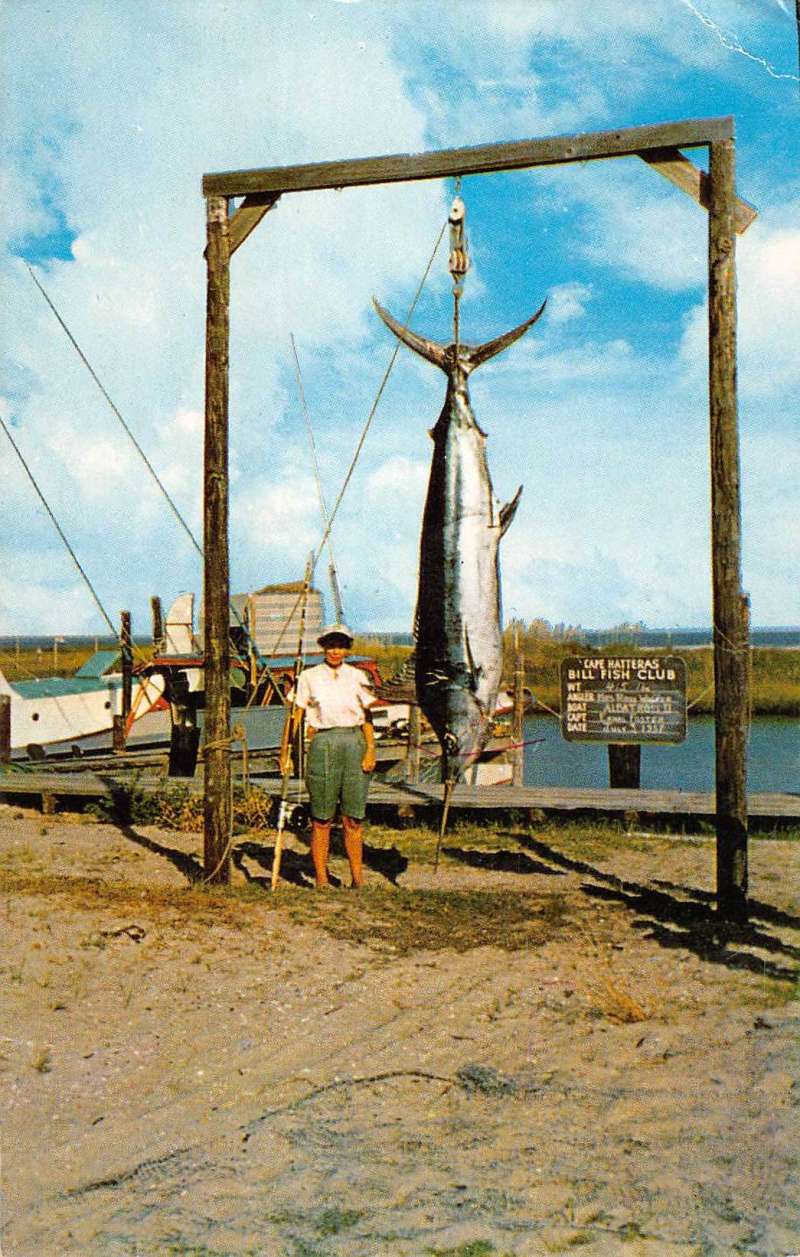 Outer Banks North Carolina Big Game Fishing Marlin Vintage Postcard K78211