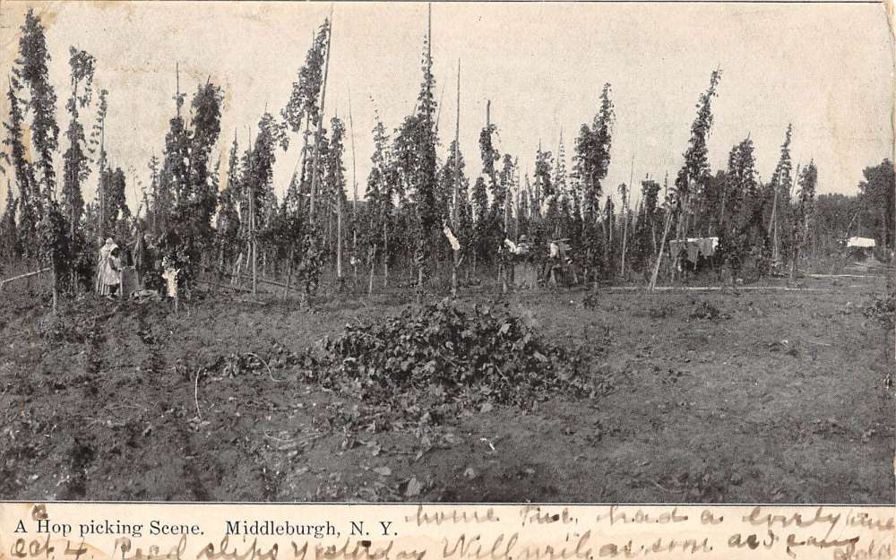 Middleburgh New York Hop Picking Scene Antique Postcard K83913 Mary L