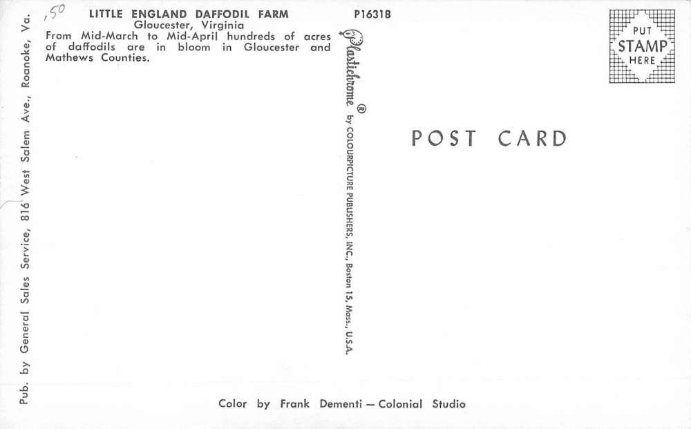 Gloucester Virginia Little England Daffodil Farm Vintage Postcard