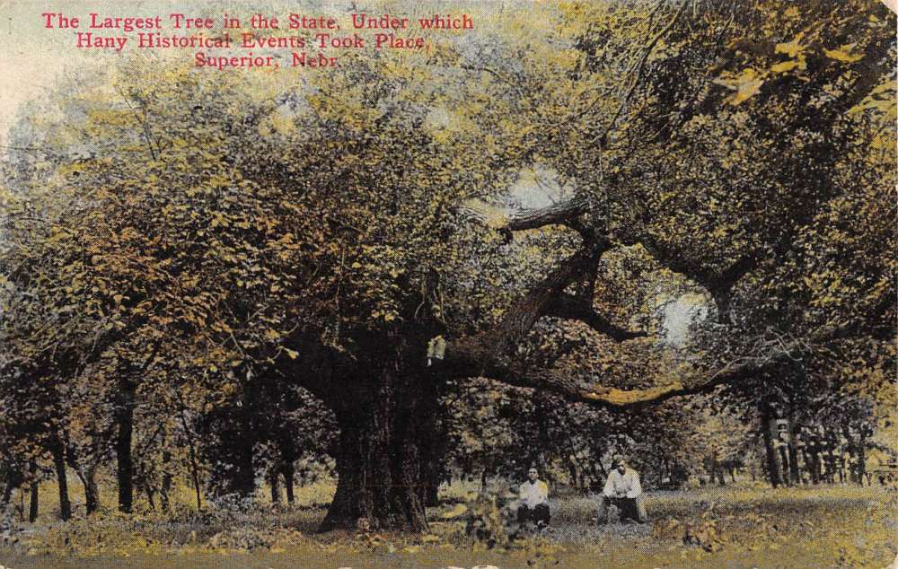 Superior Nebraska Largest Tree In State Antique Postcard K87252 Mary