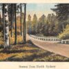 North Sydney Greetings Scenic Drive Antique Postcard J76620