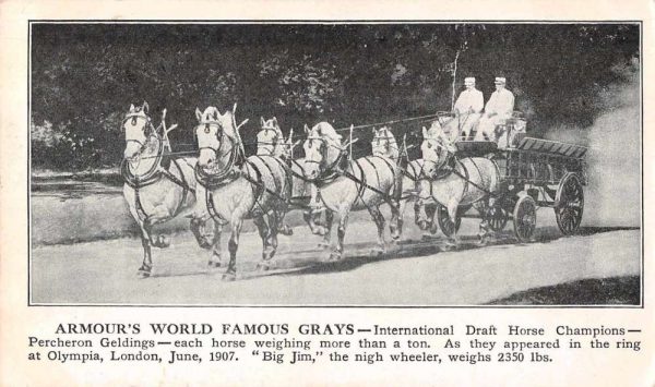 London England Olympia Percheron Draft Horses Stage Coach Postcard J77991