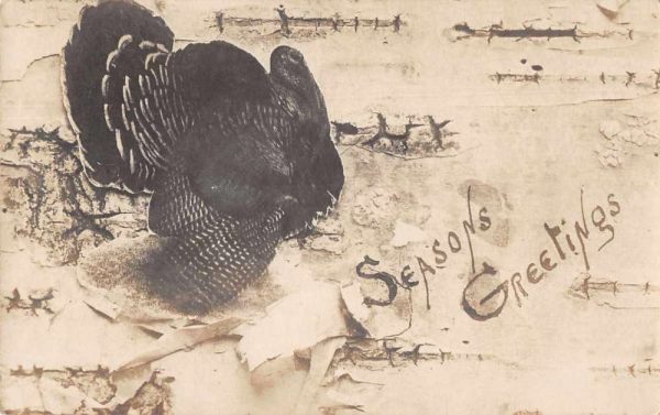 Seasons Greetings large turkey Thanksgiving real photo pc Z49146