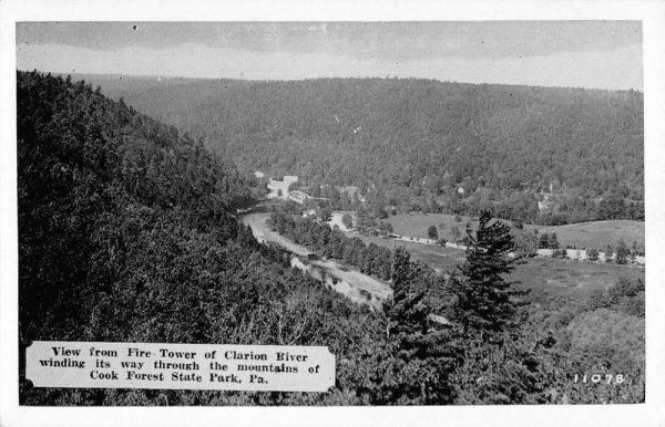 Cookforest State Park Pennsylvania View From Fire Tower Antique Postcard K99393