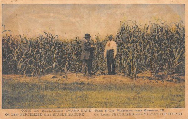 Momence Illinois Swamp Land Corn Field Antique Postcard K100891