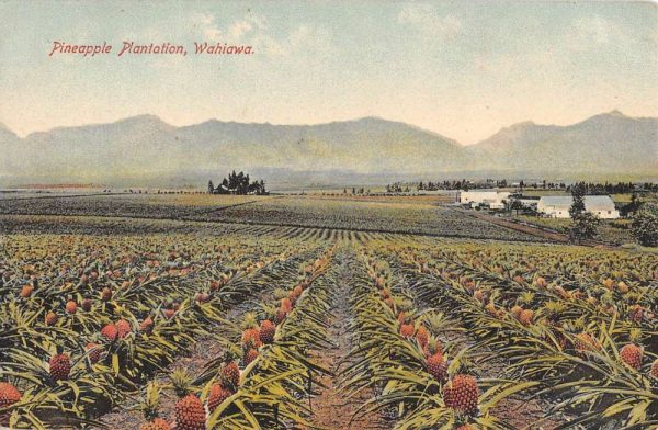 Wahiawa Hawaii Pineapple Plantation Field Antique Postcard K100913