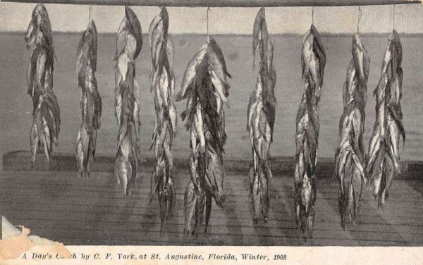 St Augustine Florida Days Fish Catch Antique Postcard K102775