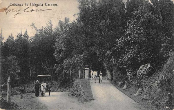 Hakgalla Sri Lanka Entrance to Hakgalla Gardens Antique Postcard J79342