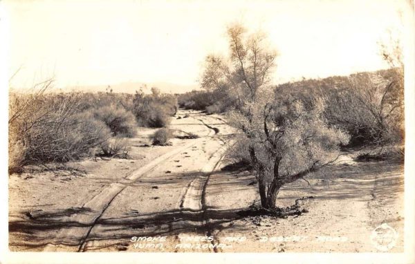 Yuma Arizona Smoke Trees Frasher Real Photo Antique Postcard K104111