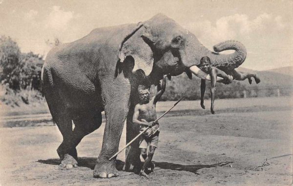 Ceylon Sri Lanka Boy and Elephant Antique Postcard J79733