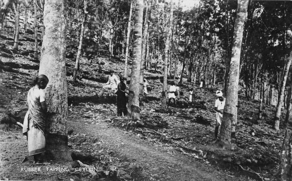 Ceylon Sri Lanka Rubber Tapping Real Photo Antique Postcard J79751