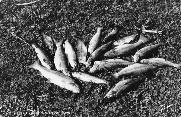 Fishing "A Catch of Rainbow Trout" Real Photo Antique Postcard J79990