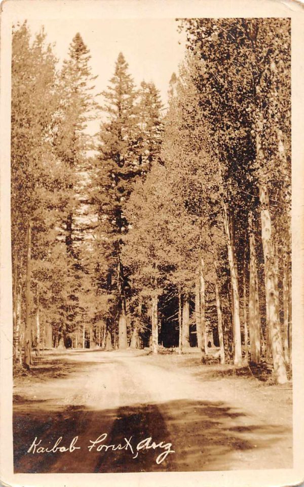 Kaibab National Forest Arizona Scenic View Real Photo Antique Postcard J80005
