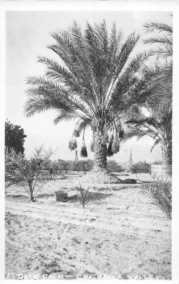 Cochella Valley California Date Palms Real Photo Antique Postcard J80006