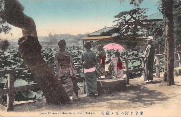 Tokyo Japan Shinobazu Pond Lotus Flower Antique Postcard J80113