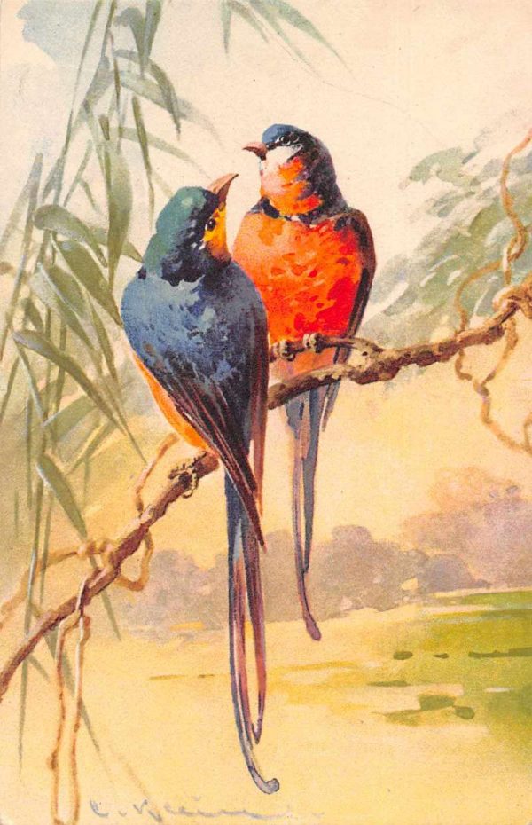 Birds Sitting on Branch Artist Signed Klein Antique Postcard J80446