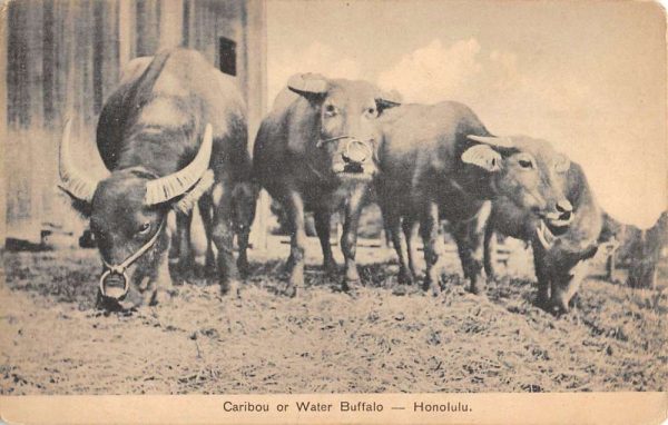 Honolulu Hawaii Water Buffalo Caribou Antique Postcard K105614