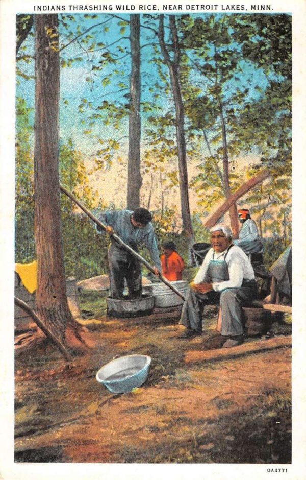 Detroit Lakes Minnesota Indians Thrashing Wild Rice Antique Postcard K105652