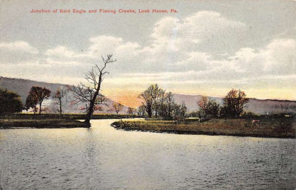 Look Haven Pennsylvania Bald Eagle Fishing Creeks Antique Postcard K106546