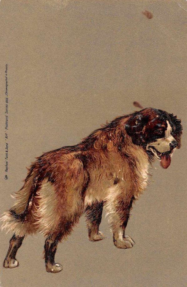 Dog St Bernard Embossed Tuck Vintage Postcard JC932618