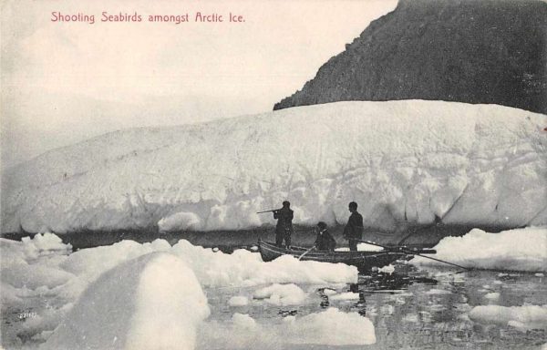 Hunting Shooting Seabirds amogst Artic Ice Vintage Postcard JE229034