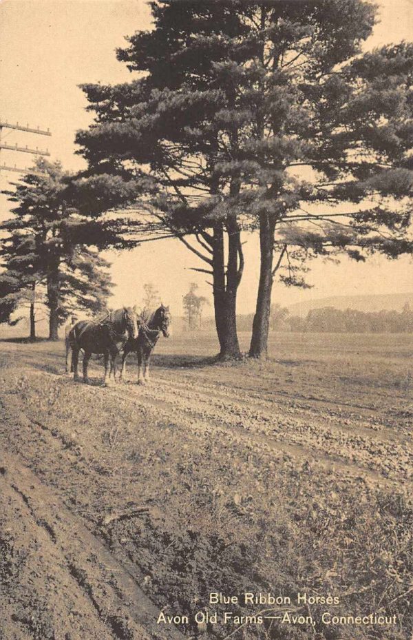 Avon Connecticut Avon Old Farms Blue Ribbon Horses Vintage Postcard JE229354