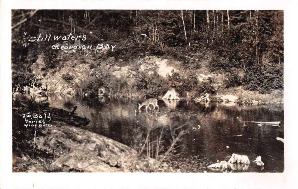 Midland Ontario Canada Georgian Bay Deer in Water Real Photo Postcard JE229412