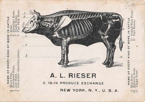 Rieser Produce Exchange Stock Yard Cow Skeleton Bone Names Non-PC JE229700