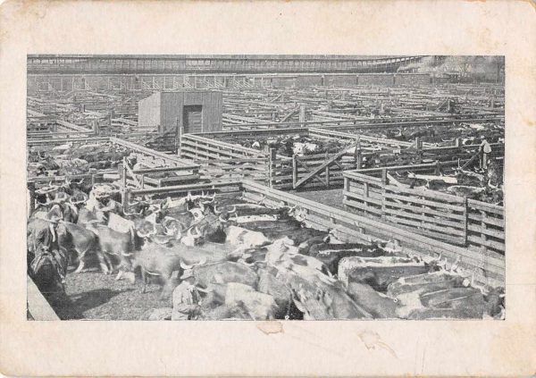 Rieser Produce Exchange Stock Yard Cow Skeleton Bone Names Non-PC JE229700 - Image 2