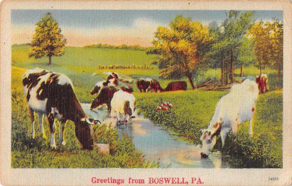 Boswell Pennsylvania Greetings Cows Vintage Postcard JE229717