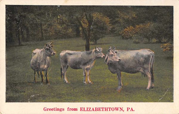 Elizabethtown Pennsylvania Greetings Cows Vintage Postcard JE229720